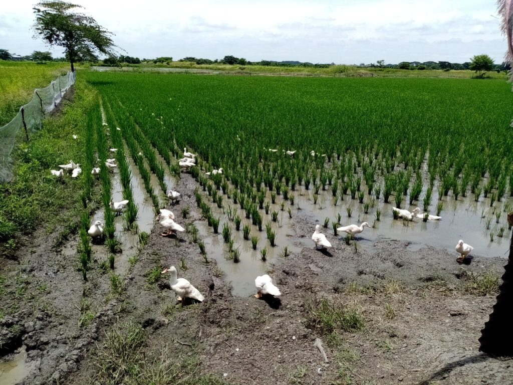 Parcela arroz – pato