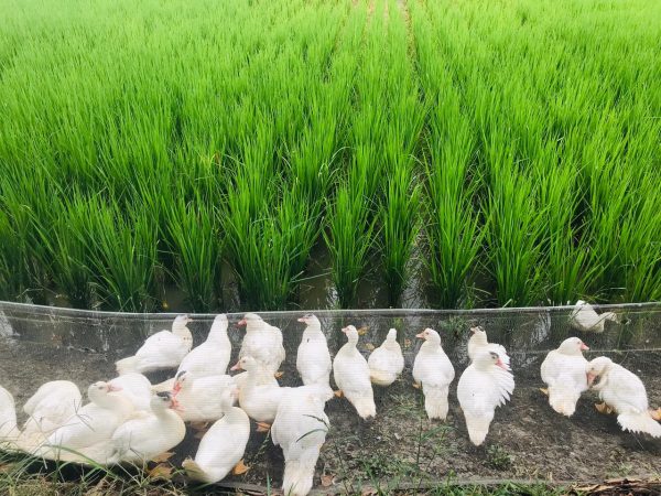 Patos en una plantación