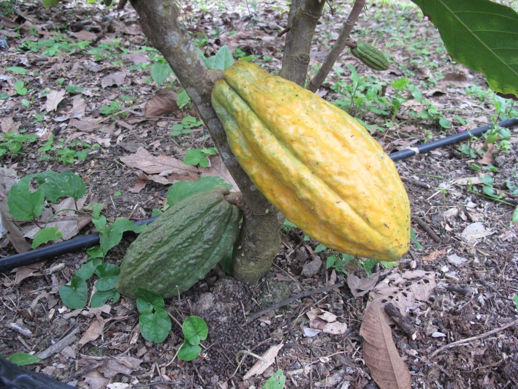 Cacao